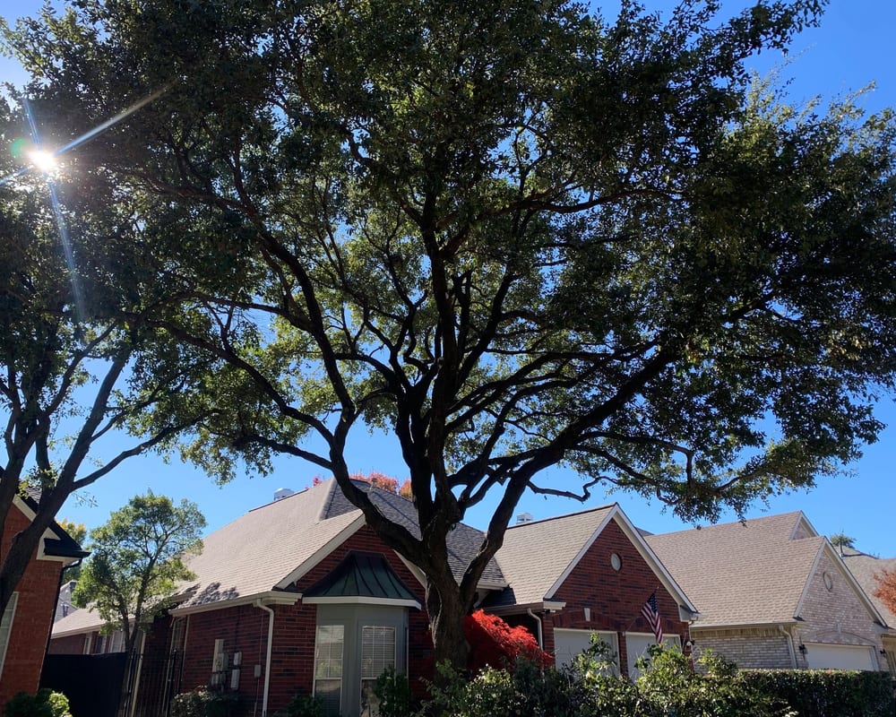 Tree-care professional pruning a mature oak tree